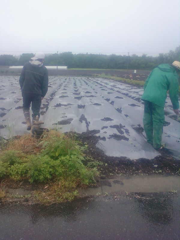 こんにゃく芋の芽出し 食べ物と農業と経営