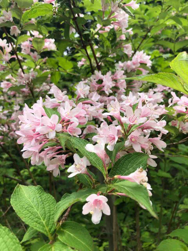 山は今ウツギがいっぱい 花巡り 街歩き