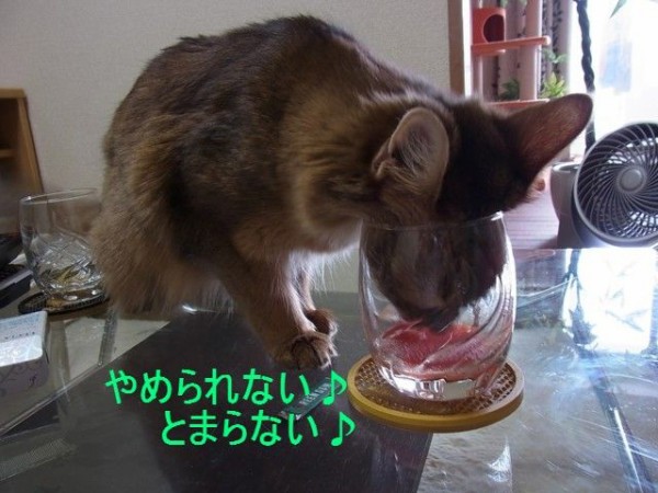 トマトジュースが好きな猫 ニャンたって猫が好き