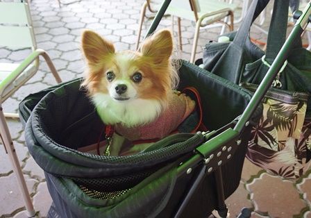 伊豆ぐらんぱる公園 ころんのかほり