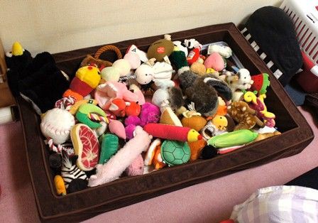 コミュニケーション クリップ蝶 心配する 犬 おもちゃ ボックス Snazuna Jp