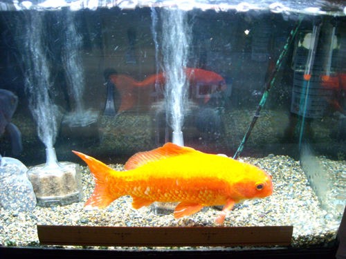 巨大金魚 Sayu World