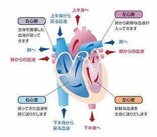 心電図を読む前に 心臓の解剖 刺激伝導系は抑えよう 心電図の部屋 心電図を読む前に 心臓の解剖 刺激伝導系は抑えよう 心電図の部屋