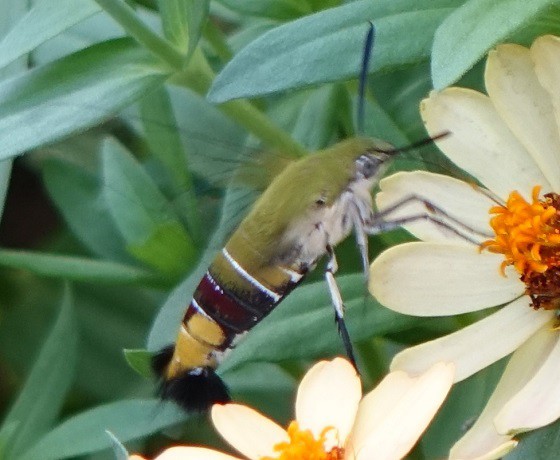 スズメバチかハチドリか スズメガの仲間 オオスカシバだ 湘南ひらつか清遊亭
