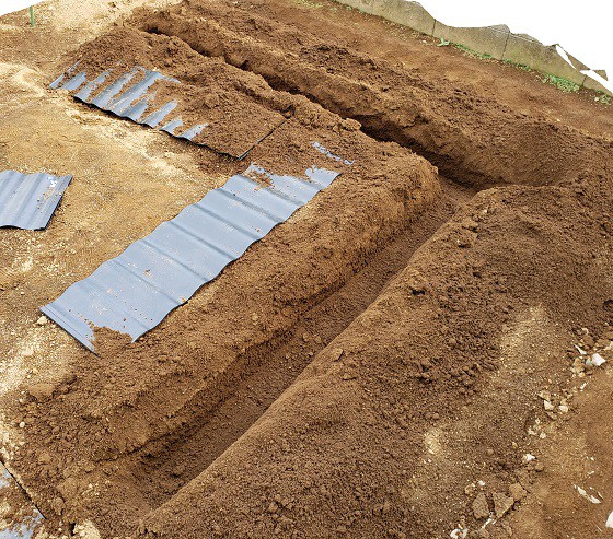 秋ジャガイモ でじま の種イモ植付考 21 湘南ひらつか清遊亭