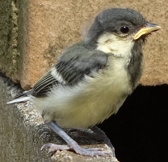 野鳥の赤ちゃん 何の鳥 湘南ひらつか清遊亭