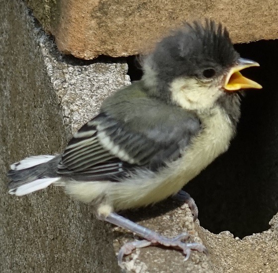 野鳥の赤ちゃん 何の鳥 湘南ひらつか清遊亭