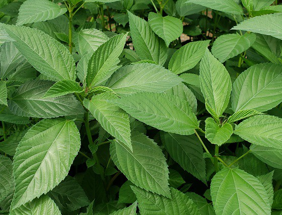 モロヘイヤ 草勢頗る良し 21 湘南ひらつか清遊亭