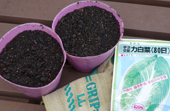 ハクサイのポット種まきと キャベツ定植 15 湘南ひらつか清遊亭