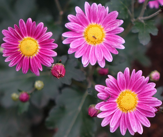 野菊咲き始めるも あれ アブラムシ 湘南ひらつか清遊亭