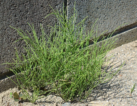 スギナはしぶとい雑草だ 湘南ひらつか清遊亭