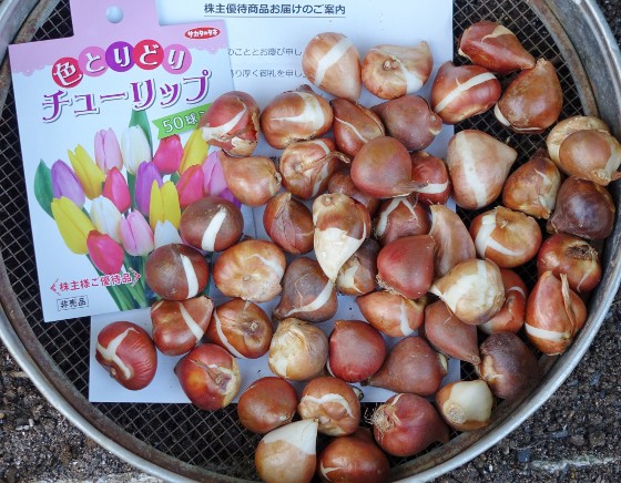 色とりどり「チューリップ」の植付～サカタのタネの株主優待～ : 湘南