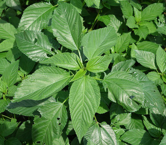 初めてモロヘイヤの初収穫 湘南ひらつか清遊亭