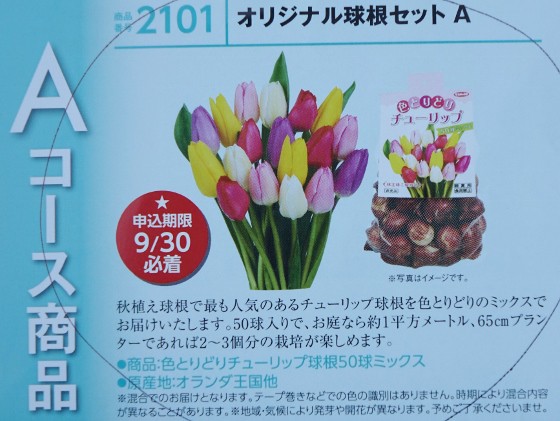 サカタのタネ 株主優待 チューリップ 150球ミックス 色とりどり「チューリップ」の植付～サカタのタネの株主優待～ : 湘南