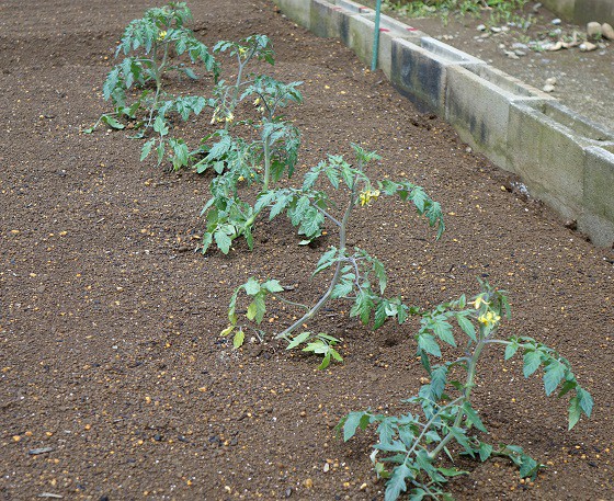 寝かせ植えトマトに支柱立て 19 湘南ひらつか清遊亭