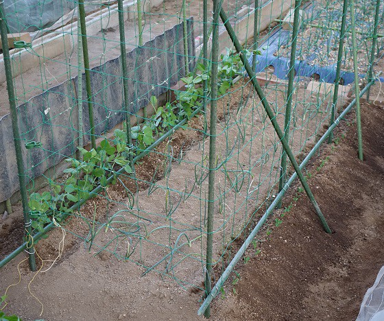 スナップエンドウの支柱立てとネット張り 湘南ひらつか清遊亭