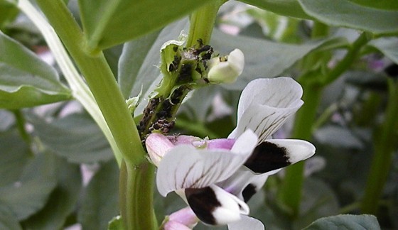 がび ん ソラマメに アブラムシ 湘南ひらつか清遊亭