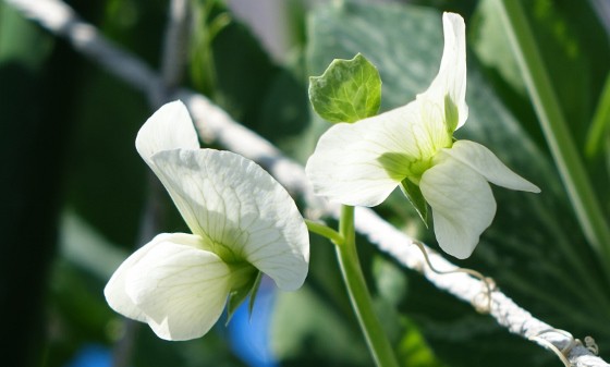 スナップエンドウの花咲く 湘南ひらつか清遊亭