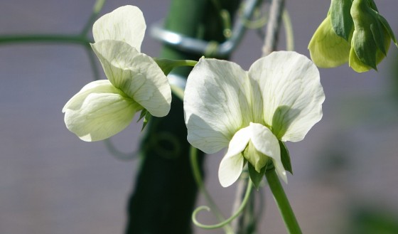 スナップエンドウの花咲く 湘南ひらつか清遊亭