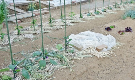 夏野菜に敷き藁マルチ トウモロコシ間引き 15 湘南ひらつか清遊亭