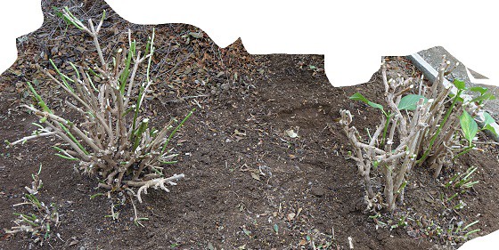 アジサイの強剪定 湘南ひらつか清遊亭