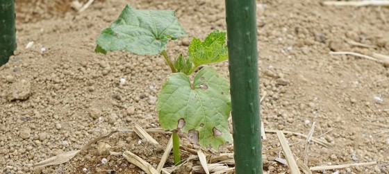 やまのうえのオクラ 植え替えた 17 湘南ひらつか清遊亭