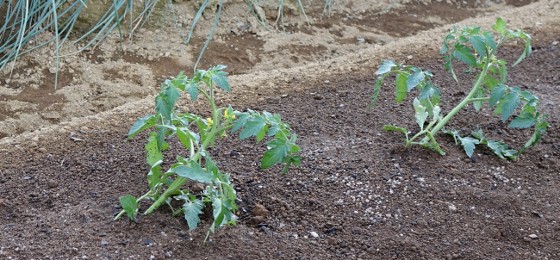 トマトの寝かせ植え 斜め植え には驚いた 15 湘南ひらつか清遊亭