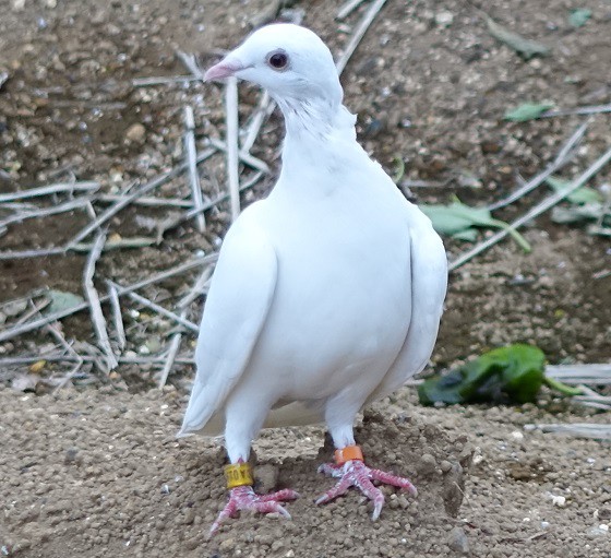 白い鳩とお月見 湘南ひらつか清遊亭