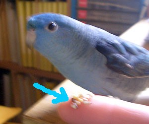 吐き戻し サザナミインコのramona