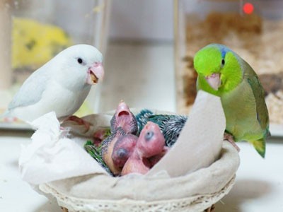 マメルリハ里親さん募集 サザナミインコのramona