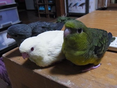 いけぴょん復活 サザナミインコのramona