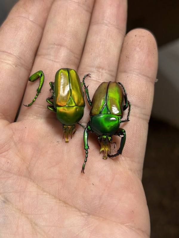 キヌツヤカナブン 飼育記 : コガネムシ上科の家