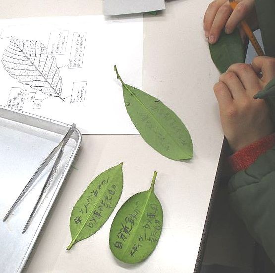 文字が書ける葉っぱ 葉脈標本づくり 小学校理科教材ヒント