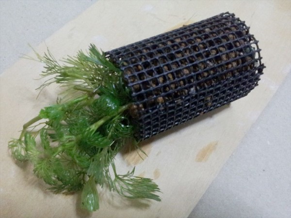 カボンバを植える水草ポットを自作 自然の中にruntofun