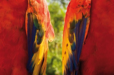 インコの羽の色の本当の意味 サイエンスあれこれ