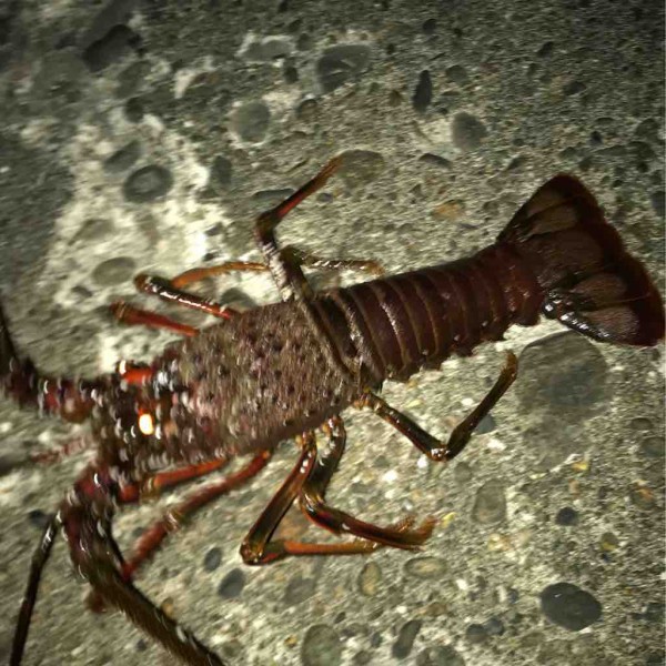 大人のザリガニ釣り 1 埼玉シーバスうお ず 魚 S