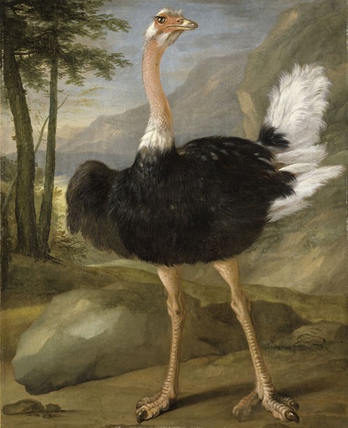 動物たちの西洋絵画その2：ベルナエルツ「ダチョウの習作」 : フェルメール探訪
