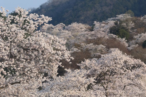 尾関山公園の桜 All About Learn