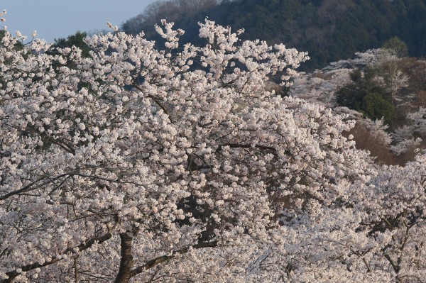 尾関山公園の桜 All About Learn