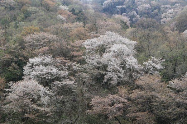 大野の桜 岡山県総社市 All About Learn