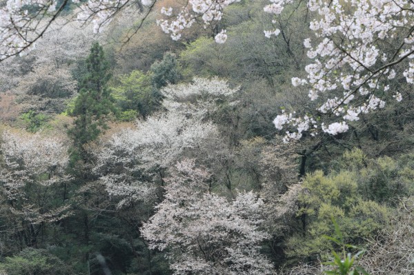 大野の桜 岡山県総社市 All About Learn