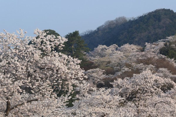 尾関山公園の桜 All About Learn