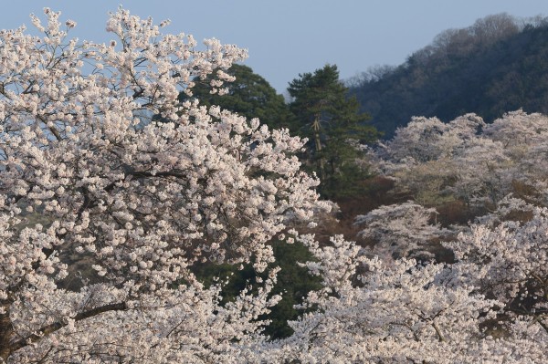 尾関山公園の桜 All About Learn