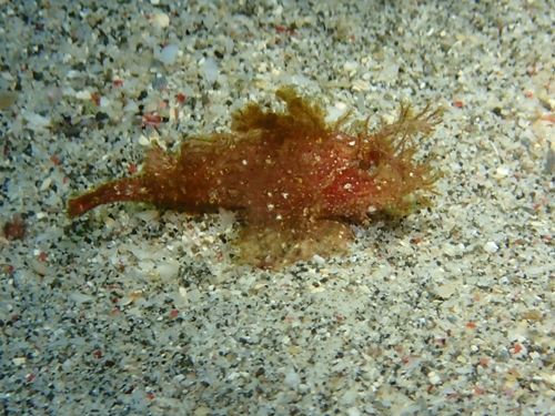 ツノのあるカサゴ ツノカサゴ 水が苦手な50男の海日記