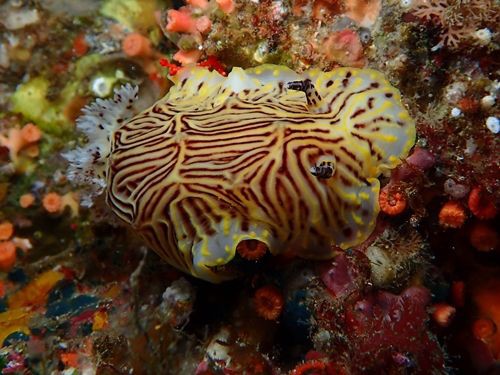 海の中でパイナップル 水が苦手な50男の海日記