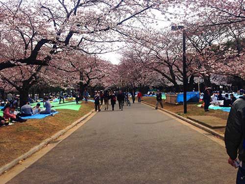 代々木公園お花見 Secretbase Toy