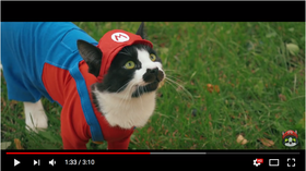 マリオが猫に 映画化切望のハイクオリティ猫動画が話題に ゲーム化でもいい 声旬