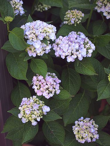 植木の害虫対策に 京都の植木屋ブログ 庭木1本からおうちのリフォームまで