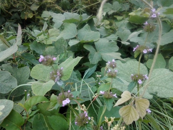 秋の野の花 あんおばさんのエプロン生活３