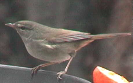 うぐいす餅はウグイス色 星槎 福岡ひがしのブログ